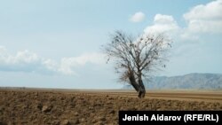 Кыргызстандагы жаз. 