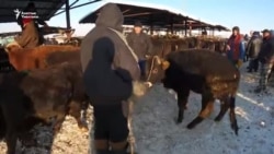 Эт кымбаттаса эл, мал арзандаса фермер нааразы