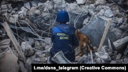 На місці працюють два кінологічних розрахунки