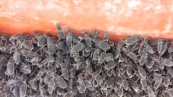 Башкортстанны кара коңгызлар басты