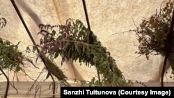 Акын терип келген дары чөптөрдү көлөкөдө кургатат.