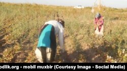 Узбекские женщины собирают хлопок. Архивное фото.  