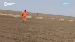 В Казахстане снова массово истребляют сайгаков: ученые считают метод негуманным