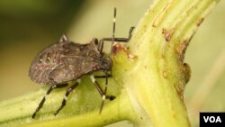 С 2015 года отмечается вспышка массового размножения клопа во влажных субтропиках России и на территории Абхазии и Грузии