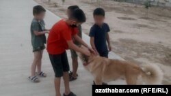 Illýustrasiýa suraty