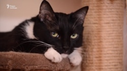 Бездомен, усат и очень опасен