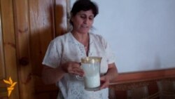 Күрт даамдары