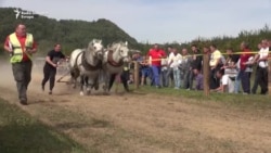 Drvosječe i njihovi konji
