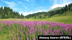 Кокжайляу в летний период. Алматы, 22 июля 2012 года.   