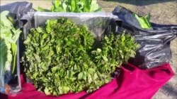 ХьолтIамаш - вайнехан шира кхача