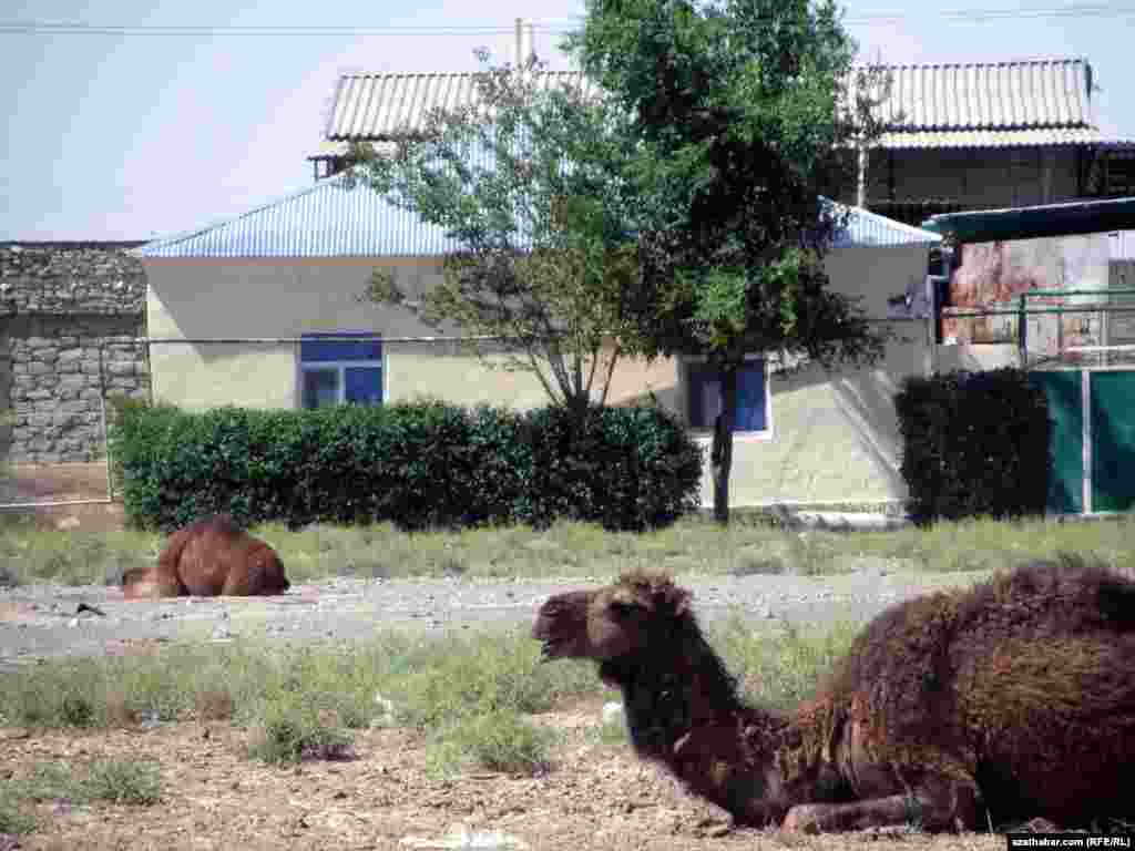 Şor obasy. Türkmenler &quot;Düýe malym - dünýe malym&quot; diýýärler, emma baäyna goýberilen düýeler käte baglaryň ýapraklaryny iýjek bolup, şahalaryny döwýär.
