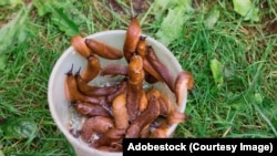 Гішпанскія смаўжы