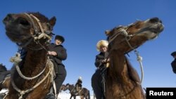 Казак чабендестер. Кулжа жергеси, Или-Казак автоном аймагы, ШУАР, КЭР. 10.1.2016.  