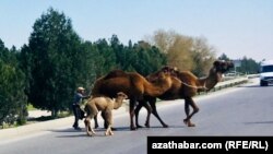 Верблюдоводство распространено в Балканском велаяте Туркменистана
