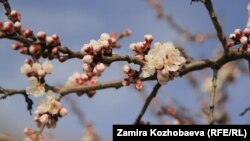 Ош. Иллюстрациялык сүрөт.