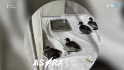 Разливы нефти под Новороссийском и в Кольском заливе