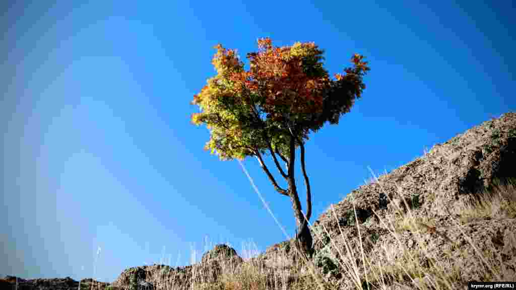 Цветная растительность