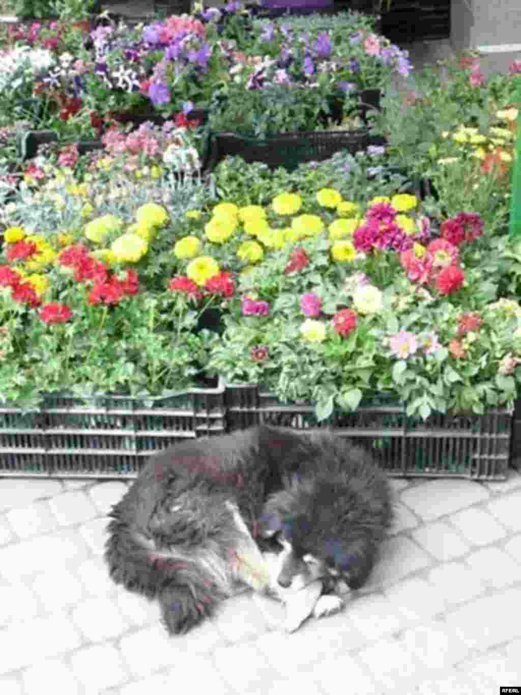 Львів: рукола, банки і жебраки... #11