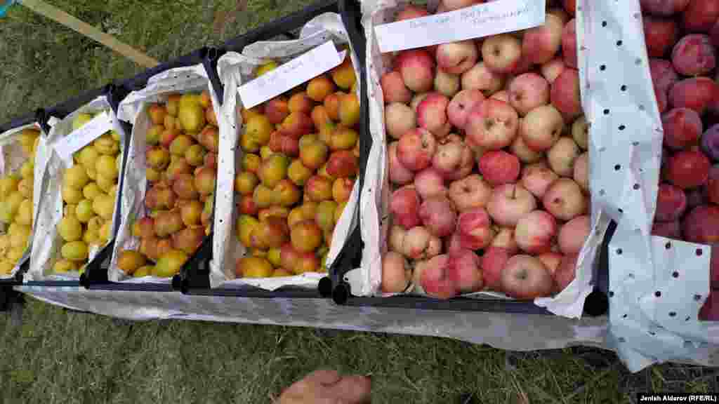 Баткенде өрүктүн 20дан ашык түрү бар.