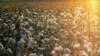 A cotton field in Uzbekistan (file photo)