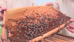 Быел башкорт балы булмаска охшый