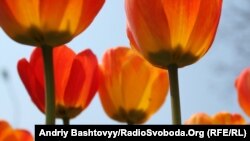 фестиваль цветов проводится седьмой год подряд при поддержке мэрии Тбилиси