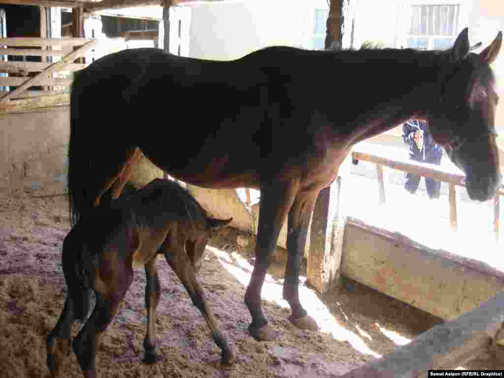 Чарба жетекчисинин айтымында, булардын ичинен &nbsp;америкалык породалар эң кымбат болуп саналат.&nbsp;​Мисалы Томас Брион породасы 100 миң долларга сатылып алынган.&nbsp;