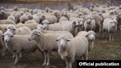 Короо кой. Иллюстрациялык сүрөт.