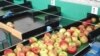 BiH: Jabuke u fabrici za preradu - ilustrativna fotografija: Milorad Milojević