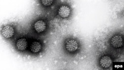 Папиллома вирусунун сүрөтү.