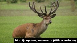 گوزن باختری