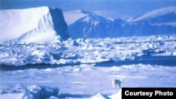 Arktika öçen köräş bara