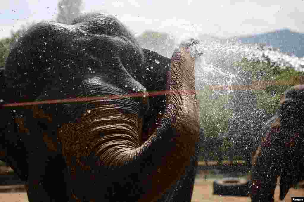 Луиза и Фросия, азиатские слоны, обливаются водой, чтобы охладиться во время жары, в городском зоопарке Софии, София, Болгария, 25 июля 2025 года. REUTERS/Stoyan Nenov 