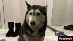 Мая, куче от София, чиято смърт, след като беше прегазена от местен лекар, предизвика обществено възмущение в цяла България.