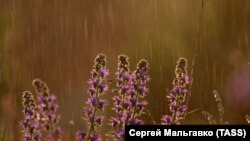 Иллюстрациялык сүрөт.