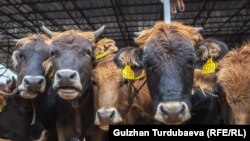 Кара-Балтадагы мал базар. Архивдик сүрөт.