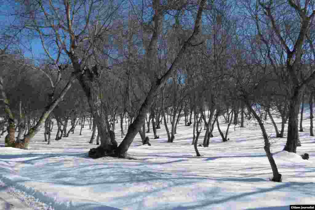 Жаңгак уюлу.                            