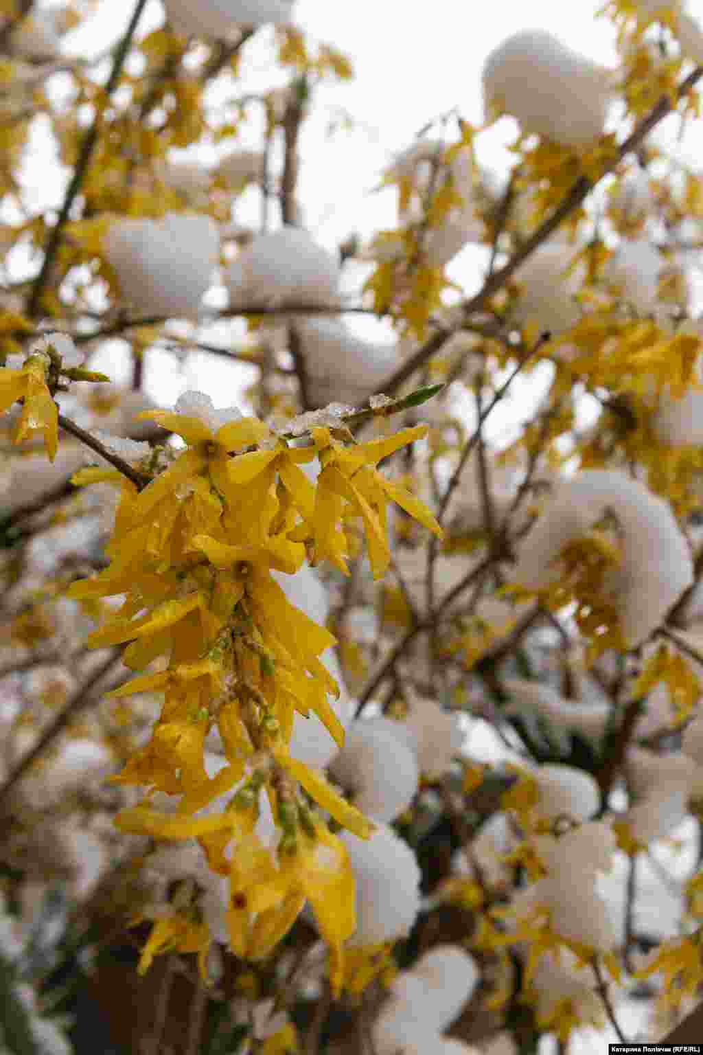 Форзиції під снігом. Львів, 11 квітня 2025 року