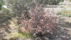 Aşgabatda müňläp ekilen agaç nahallary guraýar