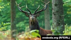 Алень у Белавескай пушчы. Фота – Аляксандар Пекач