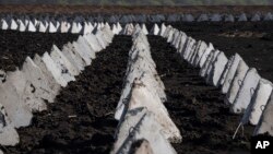 Украинанын Харьков облусу менен чектешкен жердеги орус армиясынын "ажыдаардын тиши" деп аталган танктан коргонуу тилкеси, 17-апрель, 2024. 