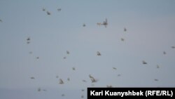 Полет саранчи в Южно-Казахстанской области. Иллюстративное фото.