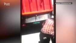 "Не души щенка!": отлов бездомных животных в Ашхабаде