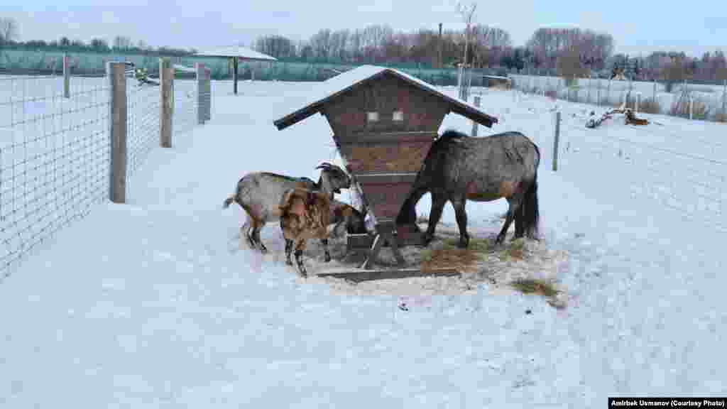 Асма акырдан чөп жеп жаткан макулуктар.