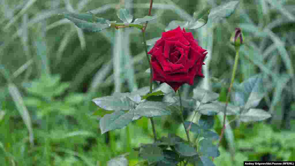 Эта очаровательная роза, как и многие другие цветы во дворе, растёт из самодельной клумбы, в которую превращена старая покрышка. И это одна из тех самых покрышек, за которые на ТСЖ составили административный протокол.&nbsp;&nbsp;