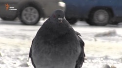 Херсонська область потерпає від ожеледиці