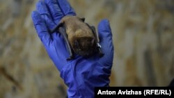 Лилики – головні вороги комарів. За добу кожен кажан з'єдає комах у 2/3 своєї ваги. Менше кажанів – більше комах-шкідників і фермери вимушені застосовувати більше пестицидів, що прямо впливає на здоров'я людей