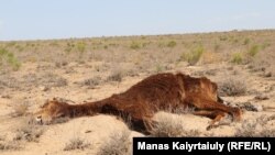 Açlykdan ölen ýabynyň maslygy Magystau oblastynyň Akşymyraý obasynyň golaýynda ýatyr. Häzir bu sebit öz taryhynda iň ýowuz gurakçylygy başdan geçirýär.