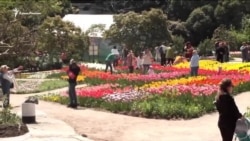 Biñlerce lâle: Nikita nebatat bağçasında çiçekler sergisi açıldı (video)