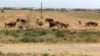Turkmenistan. Wheat fields around A-Ahal.  herd of cow , cows , shepherd man